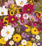 Mixed Flower Seeds Pack of 100 + Free Plant Growth Supplement - Garden Starter Kit